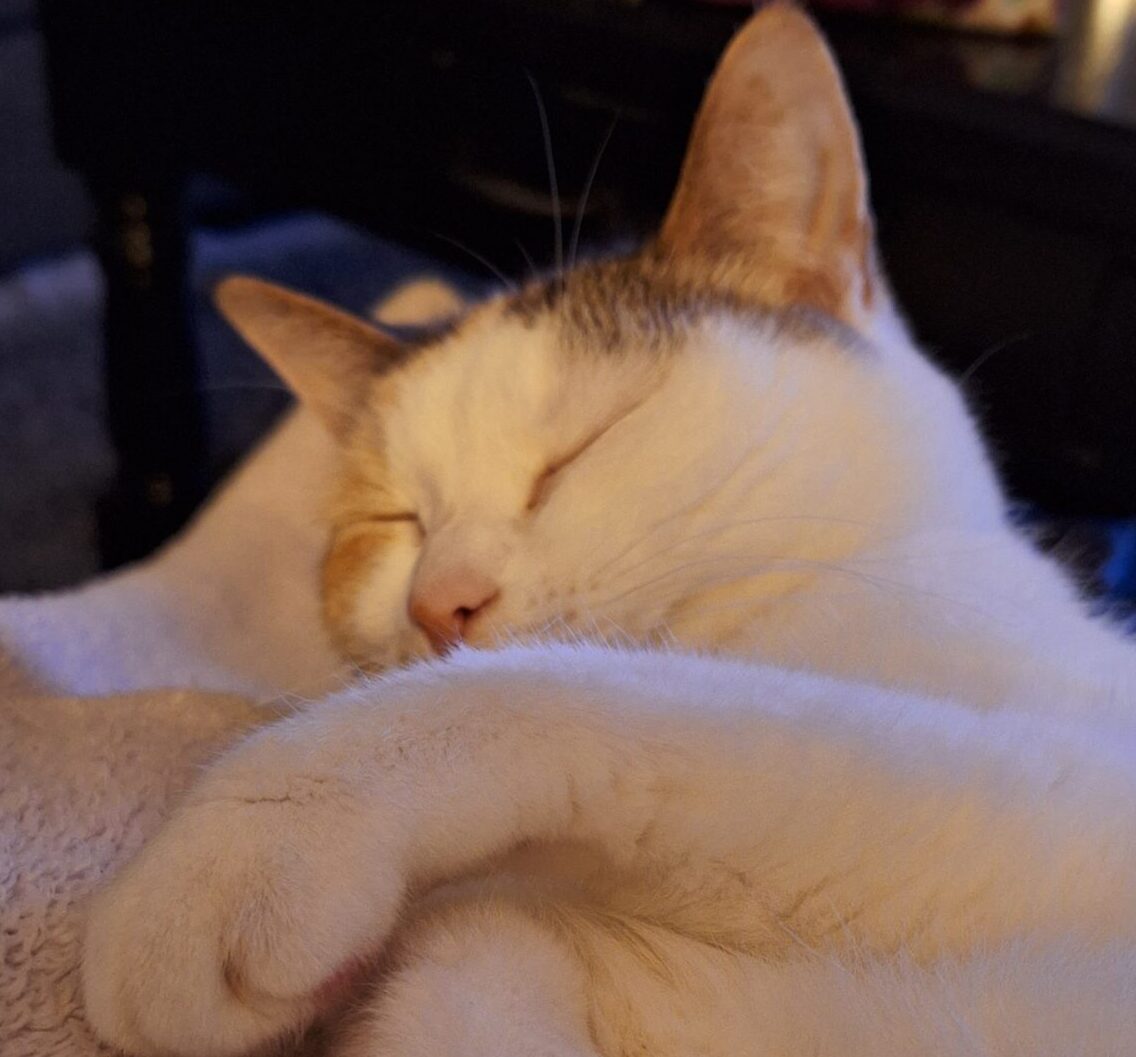 Catfur&Purrs